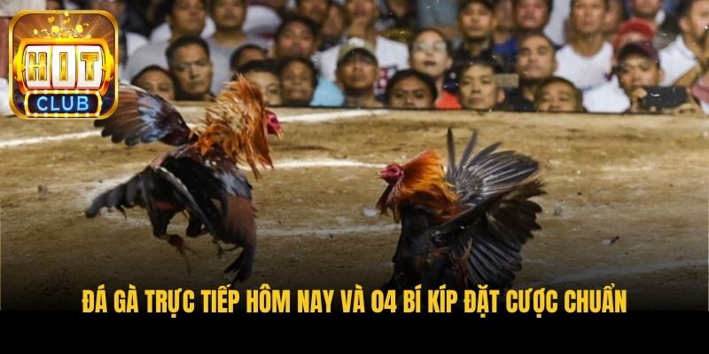 da ga truc tiep hom nay va 04 bi kip dat cuoc chuan